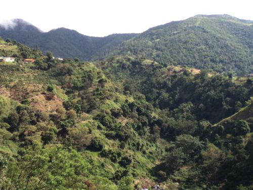 ブルーマウンテンの様子。民家もある