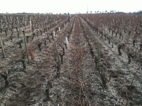 葉もぶどうもないブドウ畑の様子