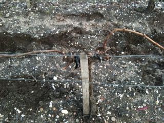 剪定がおわったぶどうの木