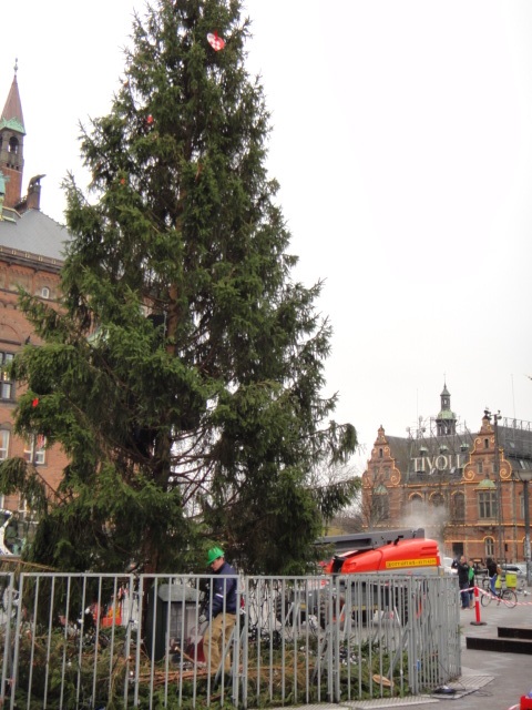 市庁舎広場の生ツリー　右後ろはチボリ公園