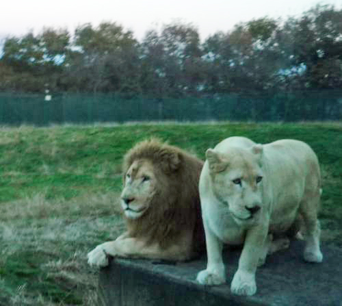 幸せそうなライオン夫妻