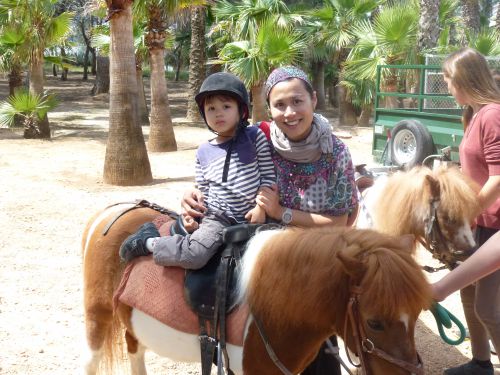 ソーシャルクラブでは地域住民が会員となって乗馬が楽しめる乗馬クラブがあり我が家も子ども同伴で楽しんでいたが、今年に入って20匹以上いた馬が半分以下になった。