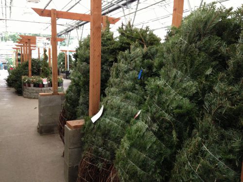 ホームセンターで売られているモミの木。この時期、自分でクリスマス・ツリーを切り出すU-cutを実施しているツリー・ファームもあります