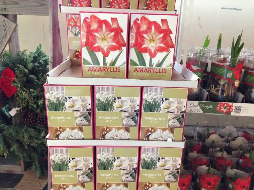 ポインセチアと並び、ホリデー・シーズンになると売られるアマリリス。花は咲いておらず、室内で球根を育てます。ギフトとしても重宝されているようです