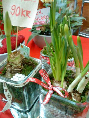 アマリリスに「GOD JUL」（メリークリスマス）と書かれたリボンが付けられ売られています。