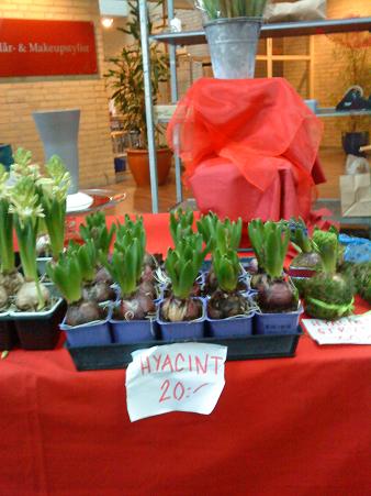 アマリリスの他に、ヒヤシンスも代用されることがあります。球根植物で、花が咲く楽しみもあるのはアマリリスと共通しています。