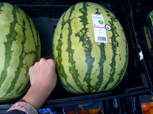 こぶし4個分ほどの長さの大きなスイカ。値段は約500円。20人分くらいはありそうです。