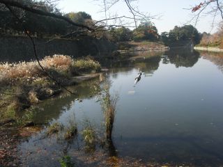 名古屋城のお濠