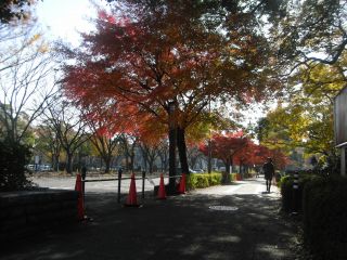 名古屋城お濠の周りの紅葉
