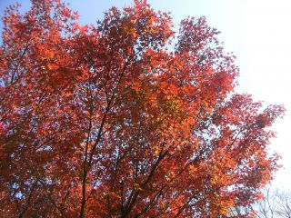 紅葉