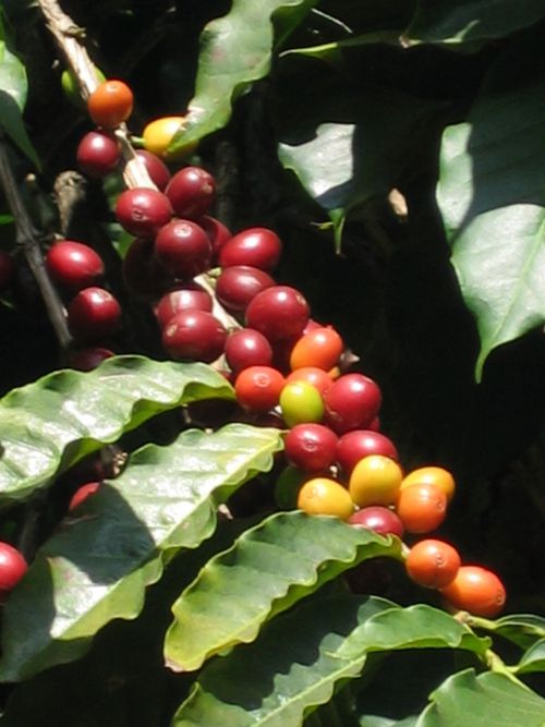 コーヒーの実
