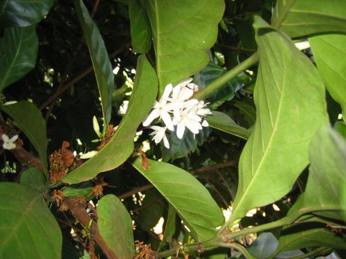 コーヒーの花