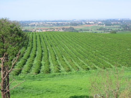 コーヒー園（東山農場）