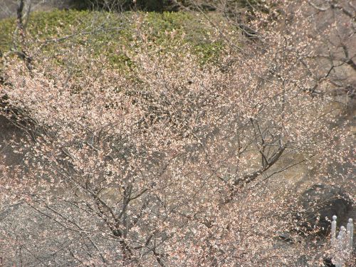 四季桜