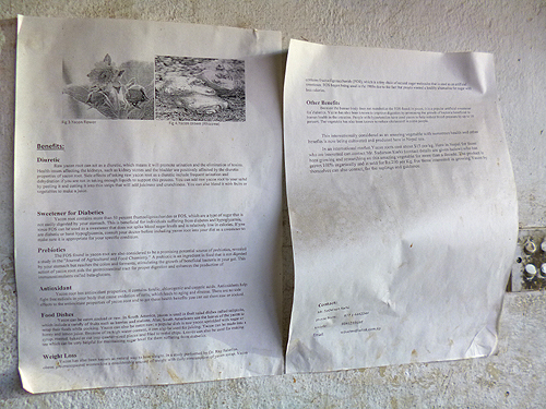 ヤーコンとは、なんぞや。