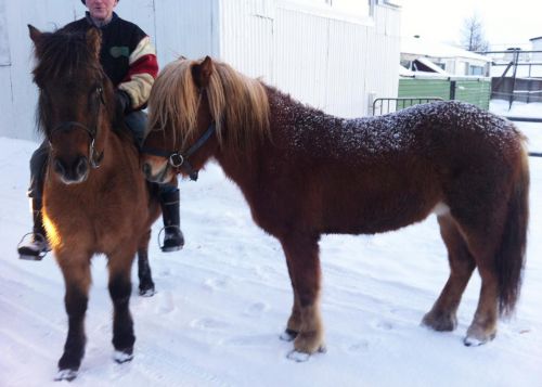 アイスランドを代表する乗馬。観光客向けの体験ツアーの多くはホテルからのピックアップ付き、ヘルメットや乗馬服もレンタルされます。