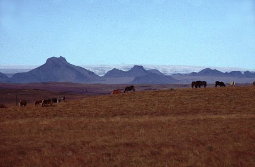 アイスランドでは郊外に行くと至る場所で馬が放牧されています。昔から移動手段や農業に、ウマは欠かせない存在。求められるのものは「走るスピード」より「丈夫さ」のようです。