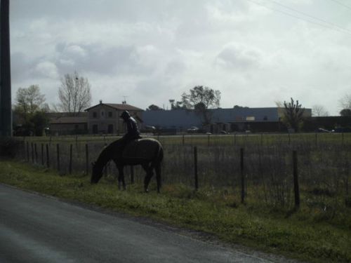 ぶどう畑の横の道を乗馬中