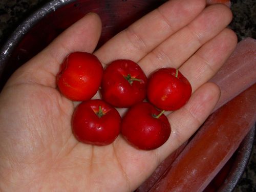 アセロラの果実