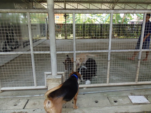 見慣れないわんこに興味津々