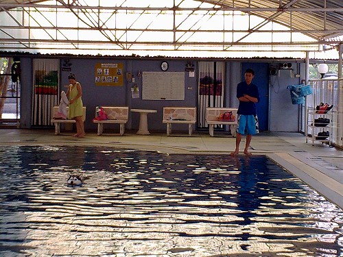 ベテランスイマーのハスキー君