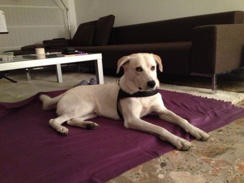 愛犬ウィスキーはすっかり我が家に慣れっこ