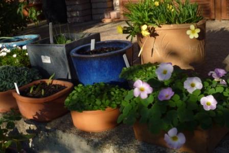 さて、どれがホンモノの花でしょう・・・すべて造花なんです！