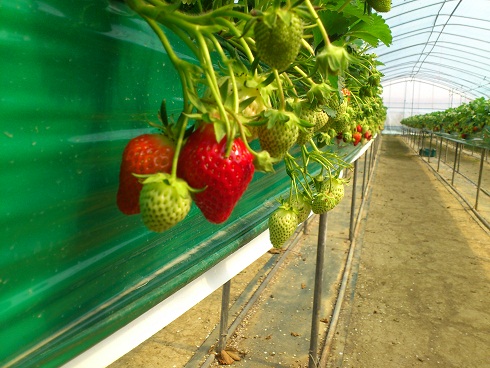 ハウスの中は暑いくらい、最近は土に直接植える農家はほぼ無いそうです