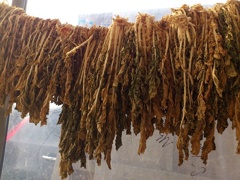 一番よく見かけるシレギは大根の葉