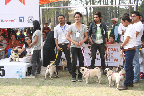 パグ祭り！一同に集うとさらにかわいい！！