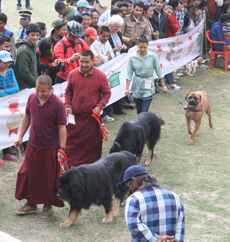 とにかく巨大！たてがみをもつライオンの如し。