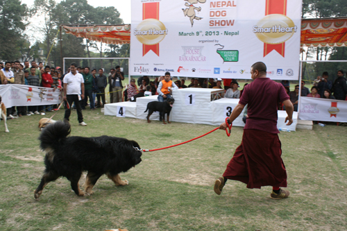 これからの季節、彼らにとってはかなり暑そうです。あんまり走りたくはないみたい。。。