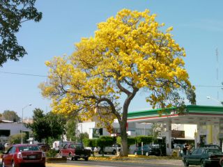 こちらがプリマベーラ。