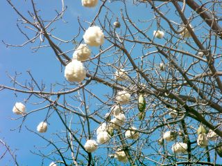 綿みたいですが、綿の木ではありませんよ〜