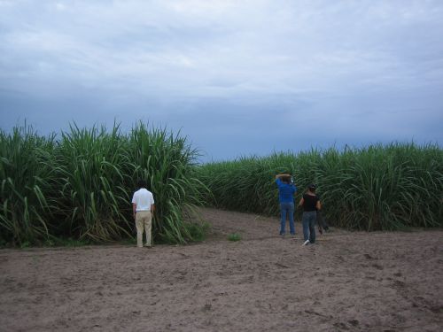 サトウキビ畑も