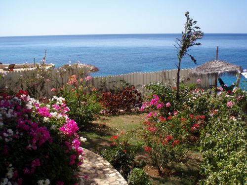 春。花の季節です。ジャマイカは1年中夏ですが。