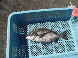 鯛をまるまる一匹