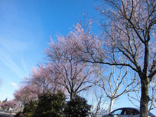 かわいい濃いピンクの桜並木