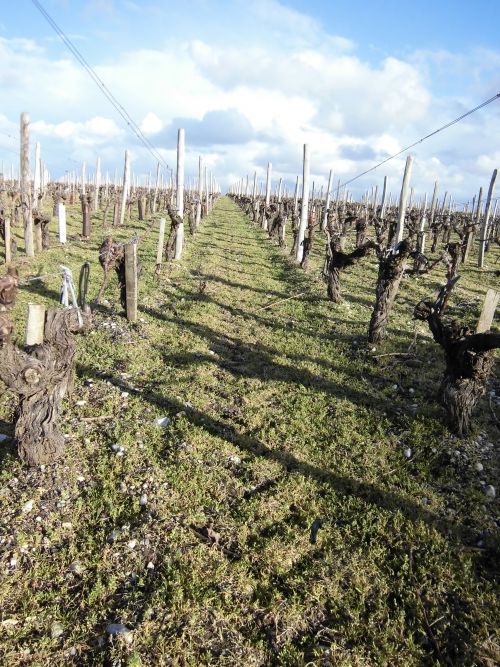 つぼみがまだまだ小さいぶどうの木たち