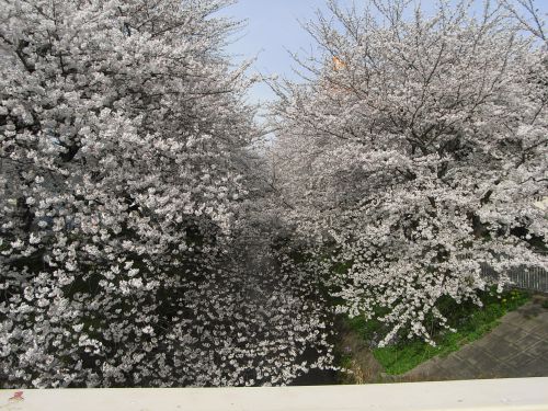 桜が満開です！！