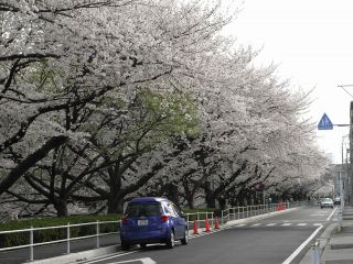 桜並木
