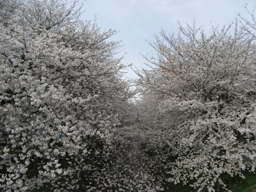 満開の桜