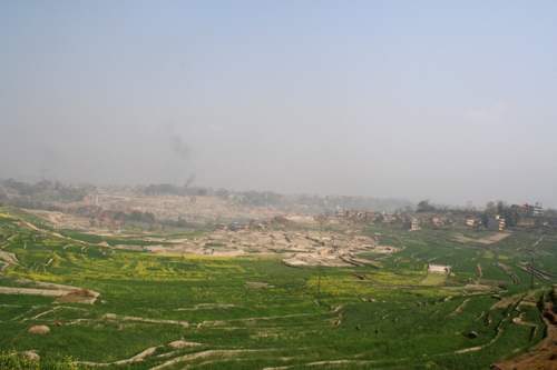 レンガ工場のまわりの畑は鮮やかな黄色に！