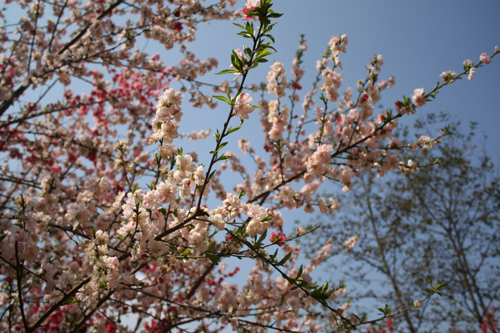 八重の白い花にピンクの斑が入っています。