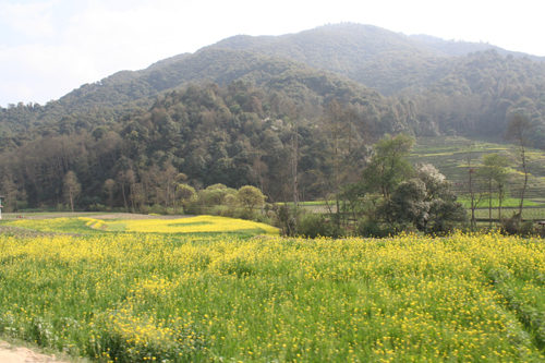 車窓からの風景　春霞かかり柔らかな光。