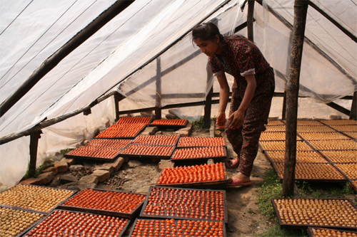 ハウスの中で乾燥させます。