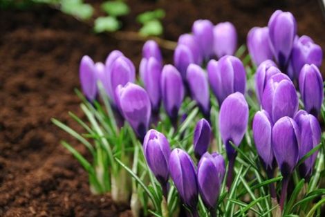 クロッカスも一気に咲き始めました。