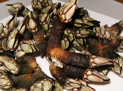 見た目は怖いが・・・