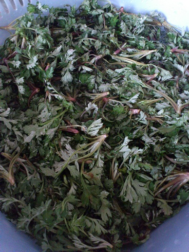 義母が摘んできてくれたヨモギ