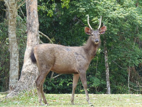 野生の鹿もたくさんいます